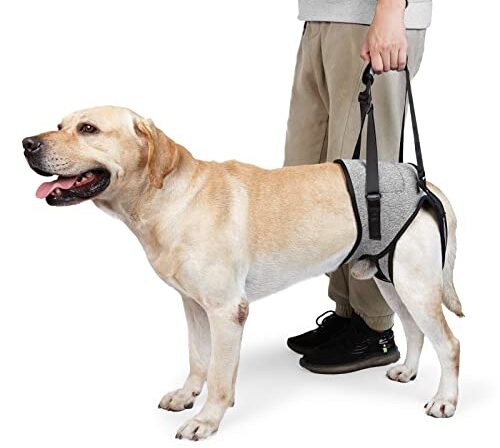 Suporte Auxiliar Com Alça Para Cachorro Cães Cão Displasia Deficiente Com Dificuldade Para Andar Pernas Traseiras (GG)